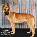 GROVER's profile on Petfinder.com