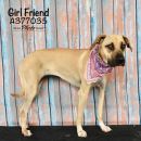 GIRL FRIEND's profile on Petfinder.com