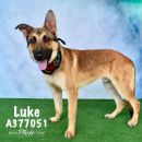 LUKE's profile on Petfinder.com