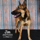 JIM's profile on Petfinder.com