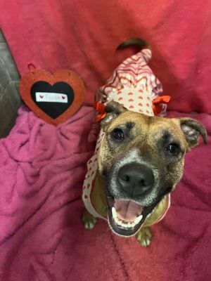 Dog for adoption - Ollie, a Hound Mix in White Oak, PA | Petfinder