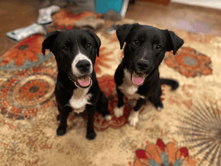 Pepper & Marshall , an adoptable Labrador Retriever & Collie Mix in Williamsburg, NM_image-1