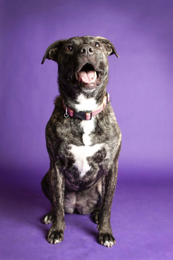 Nova, an adoptable Pit Bull Terrier in Eagle, ID, 83616 | Photo Image 2