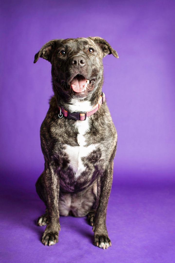 Nova, an adoptable Pit Bull Terrier in Eagle, ID, 83616 | Photo Image 3