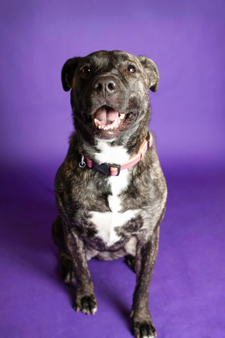 Nova, an adoptable Pit Bull Terrier in Eagle, ID, 83616 | Photo Image 1