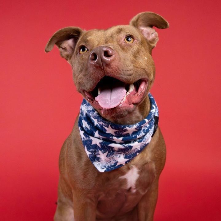 Redbone hound sales pitbull mix