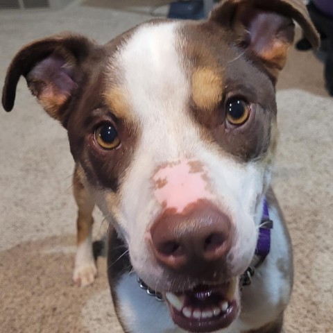 Nacho, an adoptable Mixed Breed in Bismarck, ND, 58507 | Photo Image 1