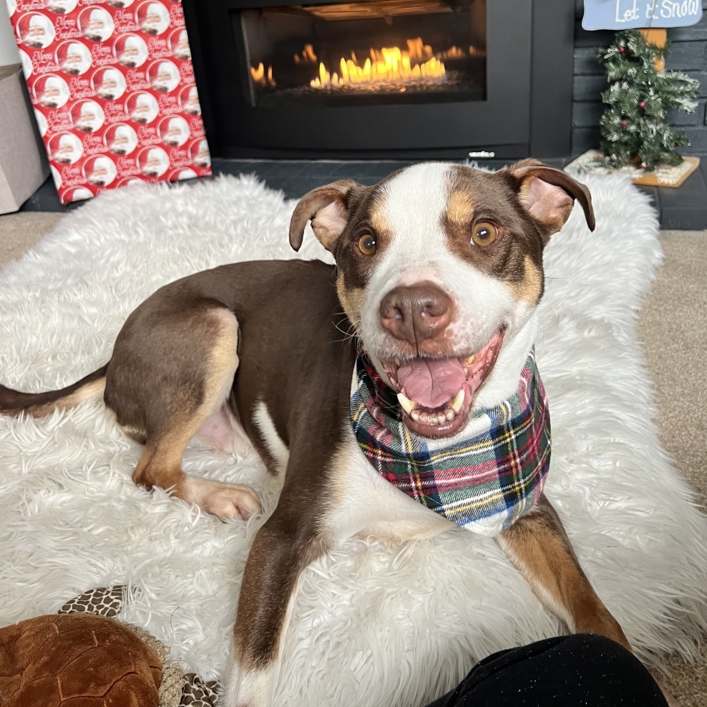 Nacho, an adoptable Mixed Breed in Bismarck, ND, 58507 | Photo Image 1