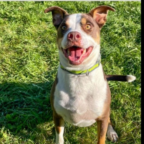 Nacho, an adoptable Mixed Breed in Bismarck, ND, 58507 | Photo Image 2