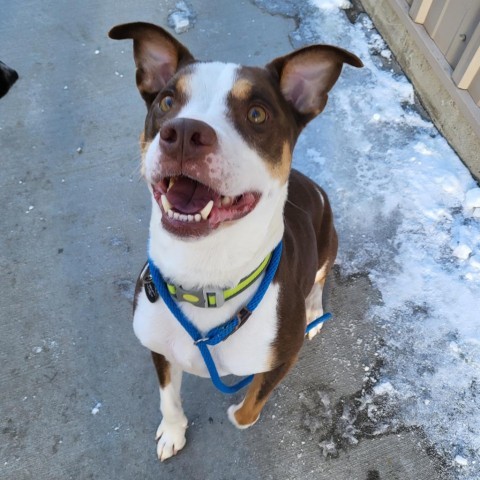 Nacho, an adoptable Mixed Breed in Bismarck, ND, 58507 | Photo Image 3