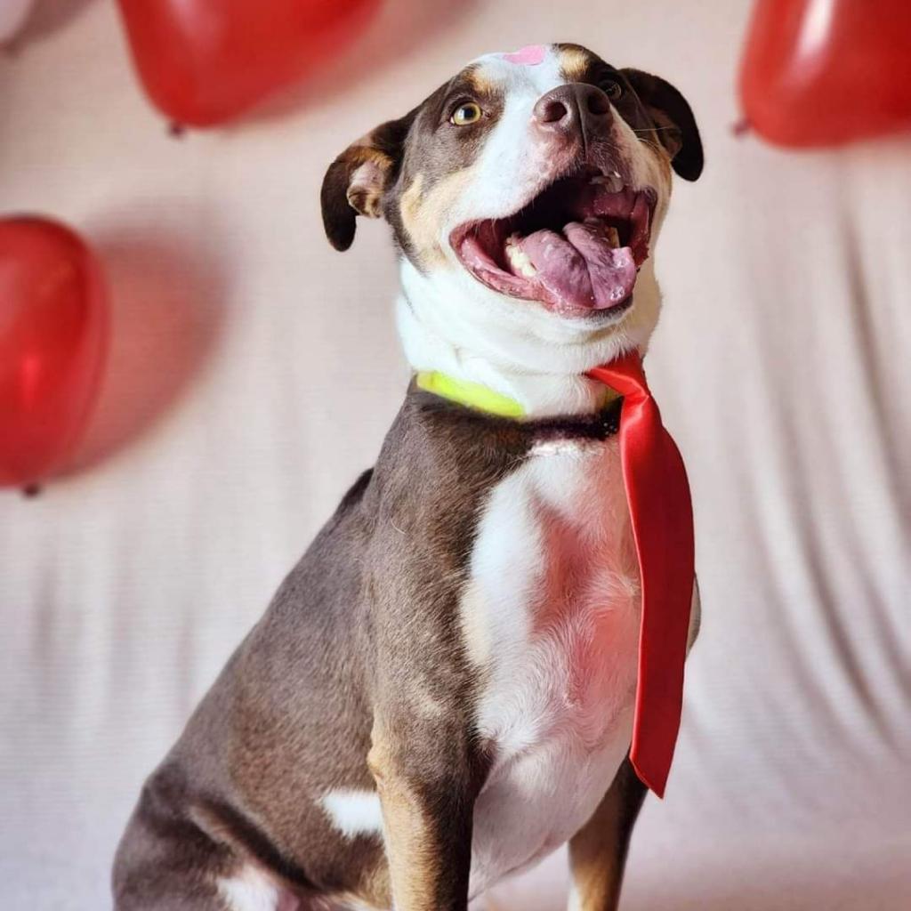 Nacho, an adoptable Mixed Breed in Bismarck, ND, 58507 | Photo Image 3