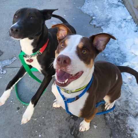 Nacho, an adoptable Mixed Breed in Bismarck, ND, 58507 | Photo Image 4