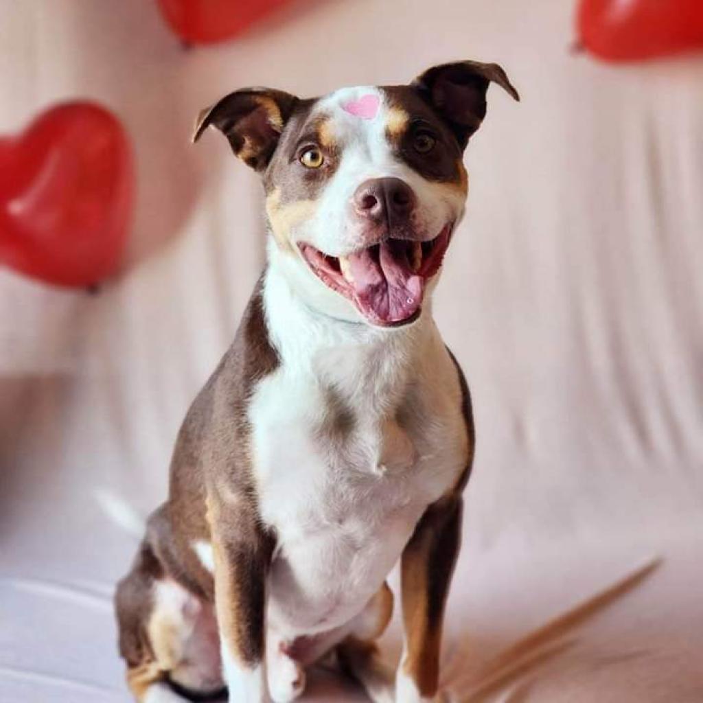Nacho, an adoptable Mixed Breed in Bismarck, ND, 58507 | Photo Image 4