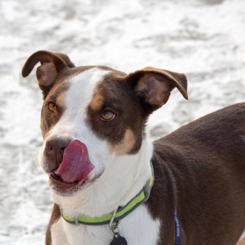 Nacho, an adoptable Mixed Breed in Bismarck, ND, 58507 | Photo Image 5