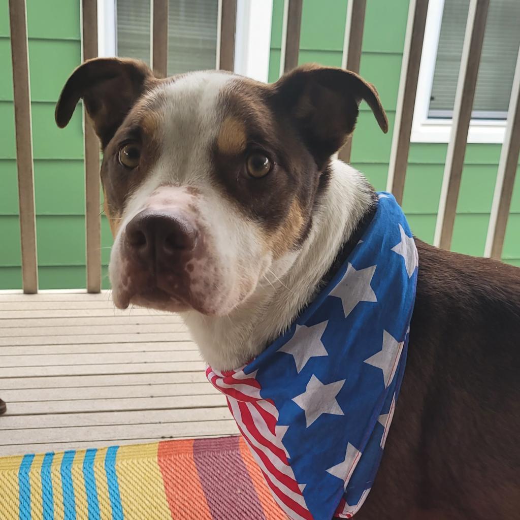 Nacho, an adoptable Mixed Breed in Bismarck, ND, 58507 | Photo Image 5