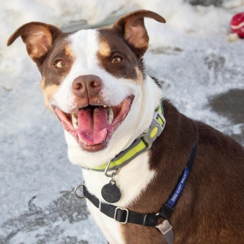 Nacho, an adoptable Mixed Breed in Bismarck, ND, 58507 | Photo Image 6