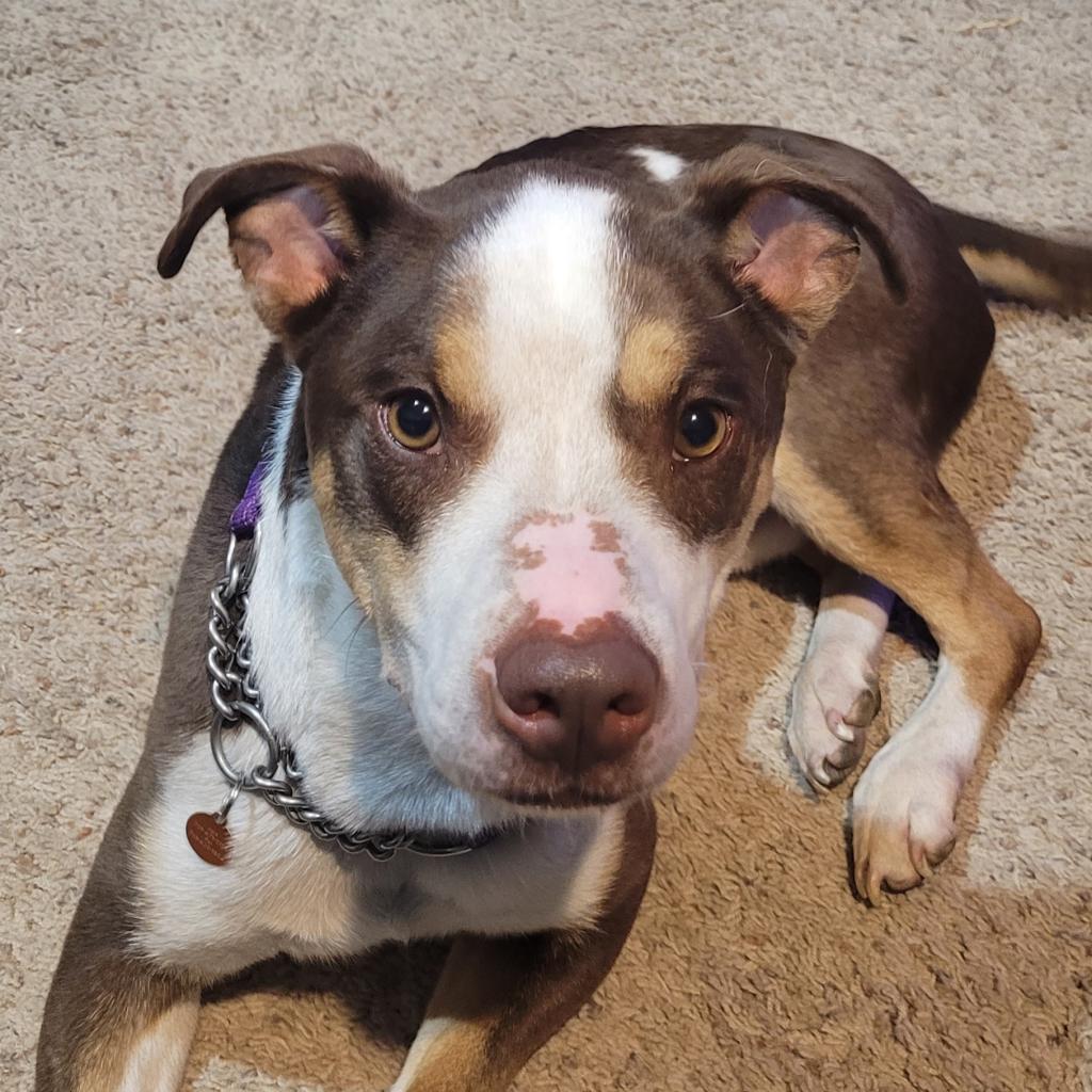 Nacho, an adoptable Mixed Breed in Bismarck, ND, 58507 | Photo Image 6