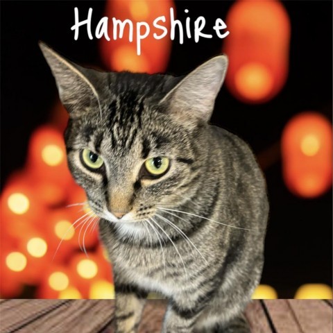 Hampshire, an adoptable Domestic Short Hair in Carroll, IA, 51401 | Photo Image 1