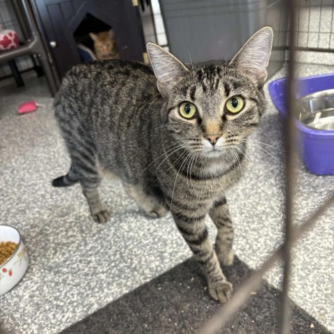 Hampshire, an adoptable Domestic Short Hair in Carroll, IA, 51401 | Photo Image 2