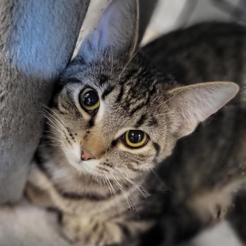 Hampshire, an adoptable Domestic Short Hair in Carroll, IA, 51401 | Photo Image 2