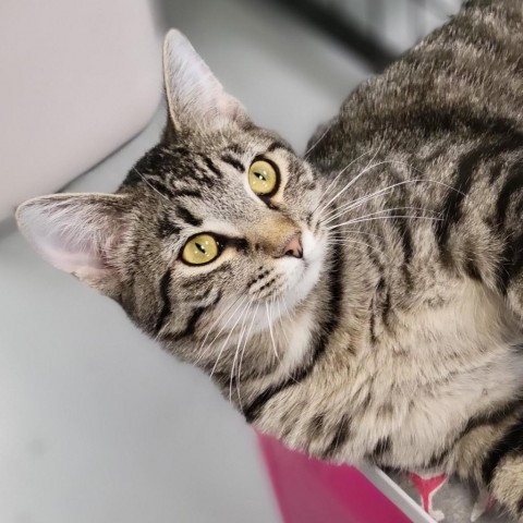 Hampshire, an adoptable Domestic Short Hair in Carroll, IA, 51401 | Photo Image 3