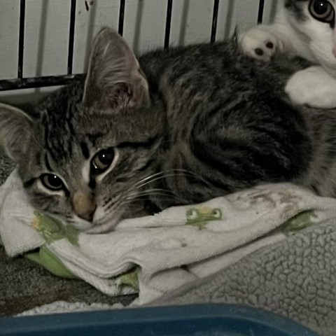 Hampshire, an adoptable Domestic Short Hair in Carroll, IA, 51401 | Photo Image 5