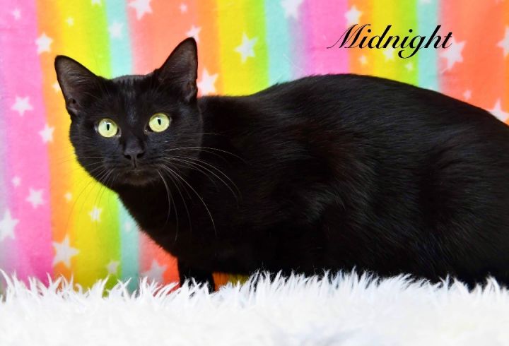 Midnight, an adoptable Domestic Short Hair in Sevierville, TN_image-1
