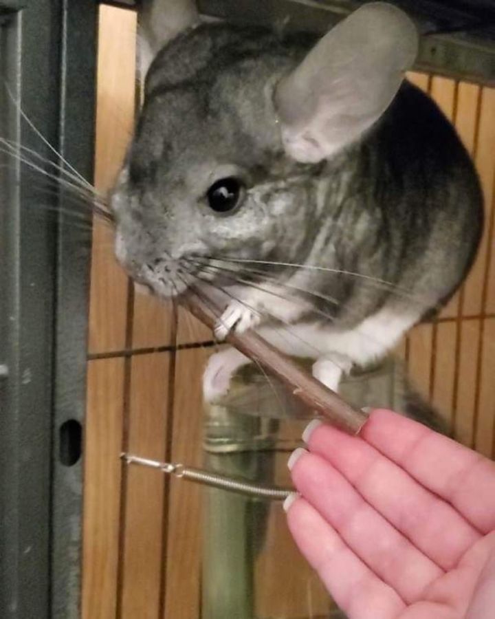 Petfinder chinchilla store