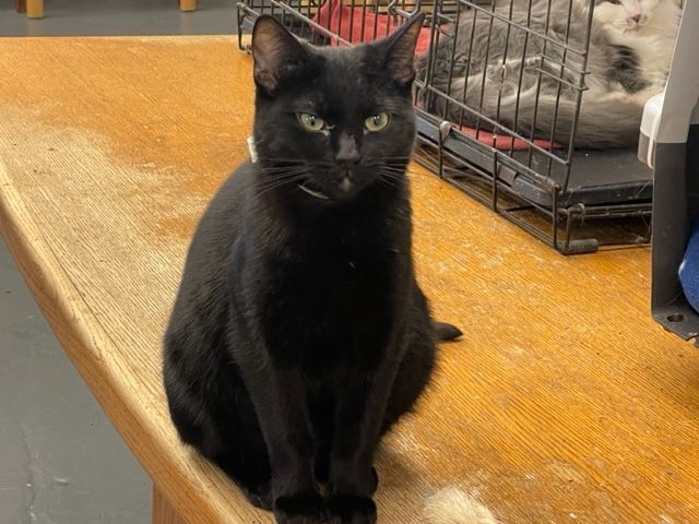 Molly Magee, an adoptable Domestic Short Hair in Grand Junction, CO, 81501 | Photo Image 2