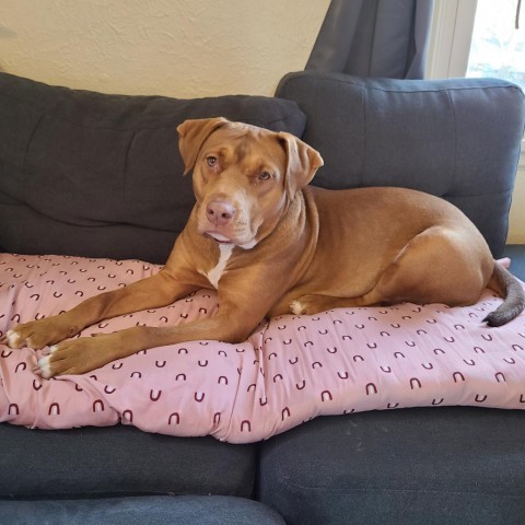 Rae, an adoptable Pit Bull Terrier, Mixed Breed in St. Paul, MN, 55128 | Photo Image 1