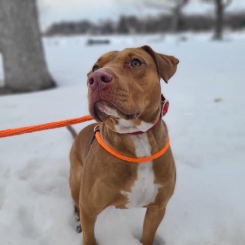 Rae, an adoptable Pit Bull Terrier, Mixed Breed in St. Paul, MN, 55128 | Photo Image 2