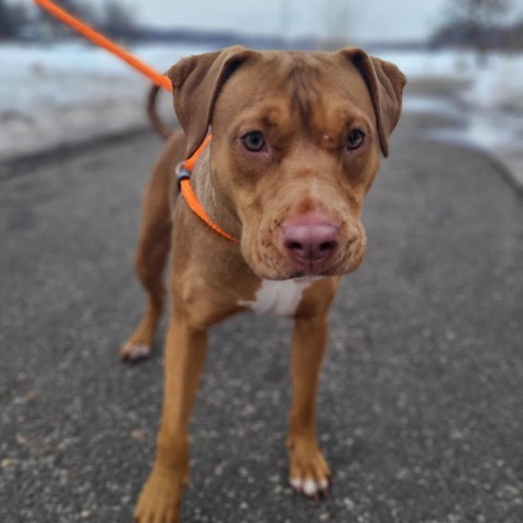 Rae, an adoptable Pit Bull Terrier, Mixed Breed in St. Paul, MN, 55128 | Photo Image 2