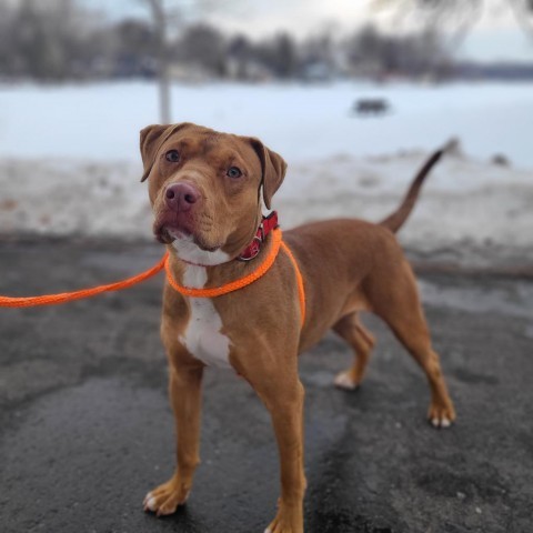 Rae, an adoptable Pit Bull Terrier, Mixed Breed in St. Paul, MN, 55128 | Photo Image 3