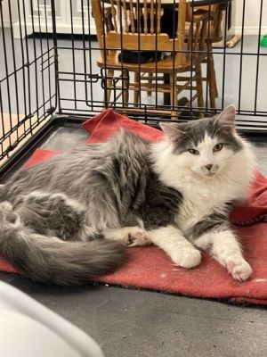 Okkernoot antenne stapel Cat for adoption - Fluffy, a Domestic Long Hair in Grand Junction, CO |  Petfinder