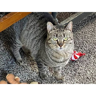 Autumn, an adoptable Domestic Short Hair, Tabby in Portage, MI, 49002 | Photo Image 1