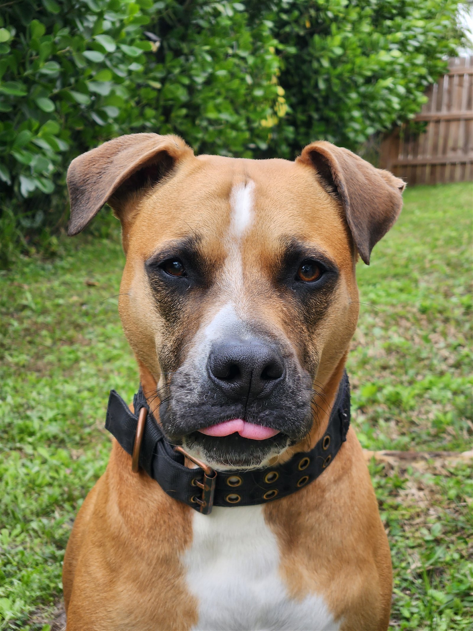 Fernando, an adoptable Mixed Breed in Gainesville, FL, 32601 | Photo Image 1