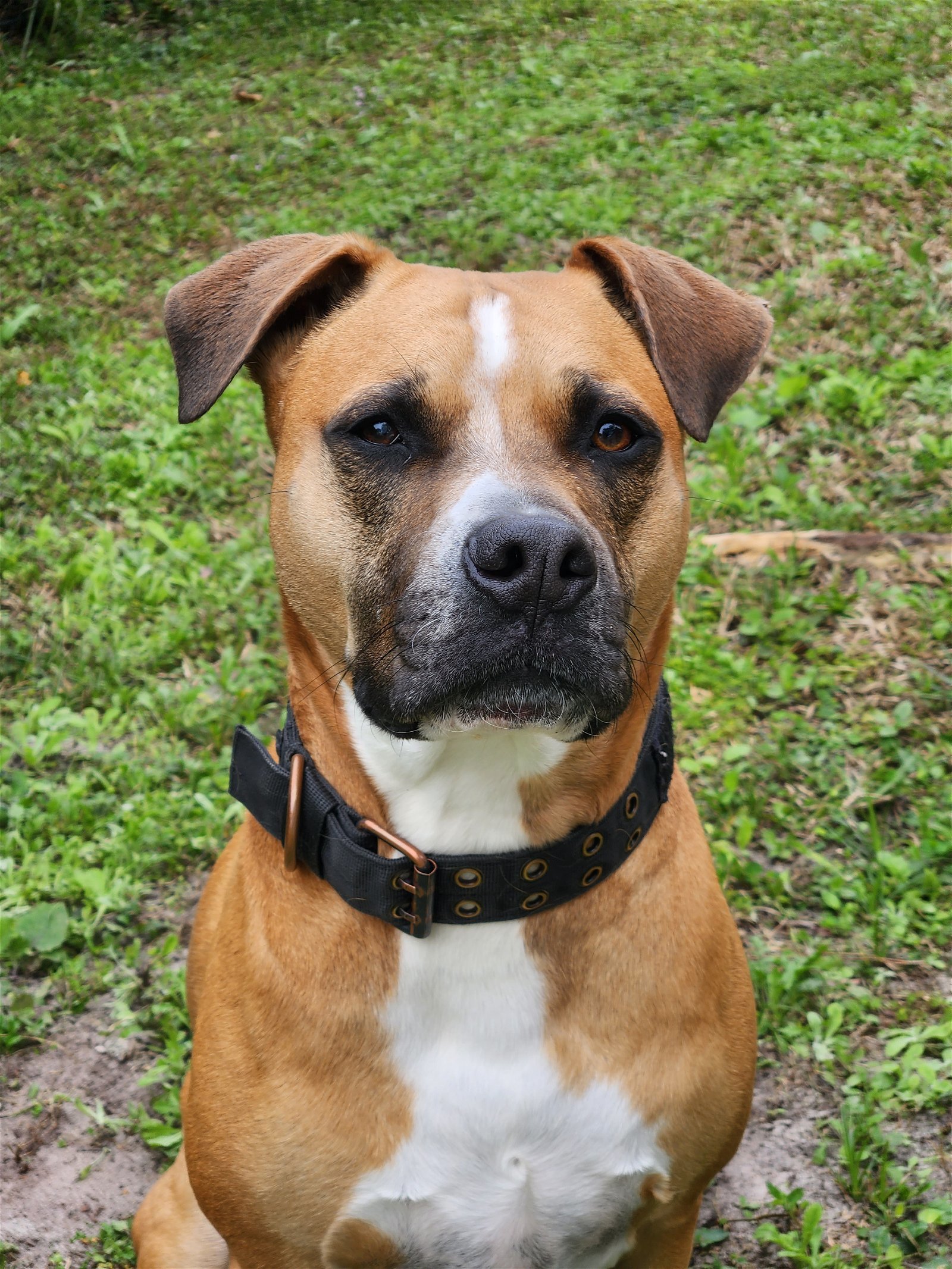 Fernando, an adoptable Mixed Breed in Gainesville, FL, 32601 | Photo Image 2