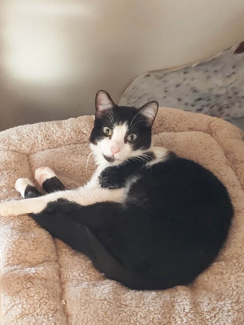 Gigi, an adoptable Domestic Short Hair in Abbotsford, BC, V3G 2L5 | Photo Image 2