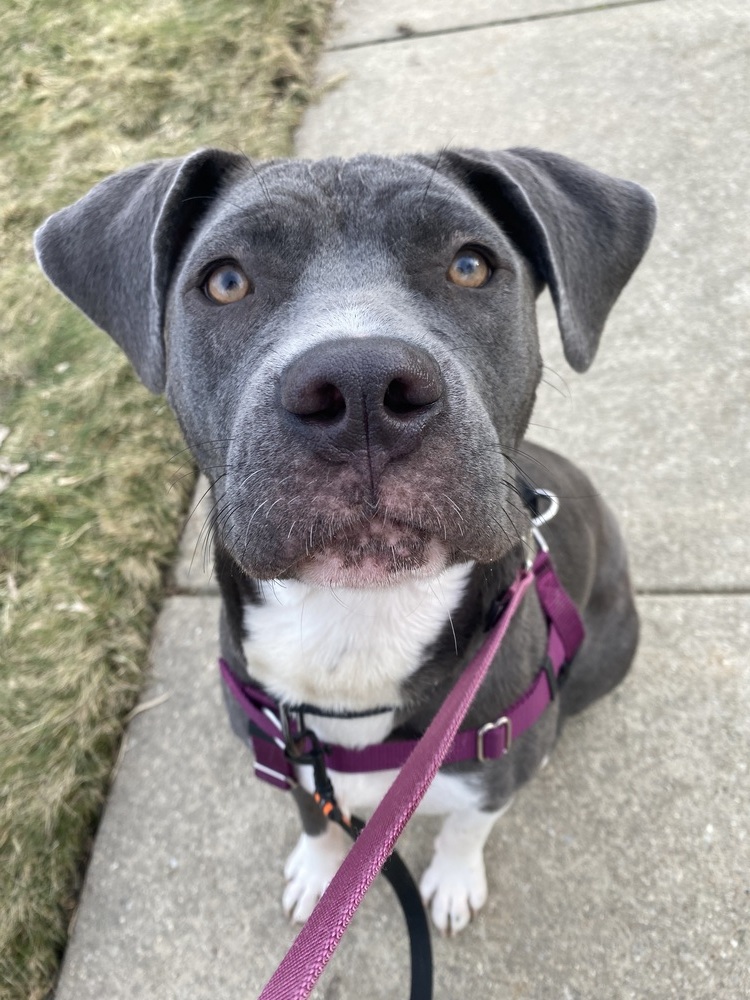 Rue (22-183 D), an adoptable Mixed Breed in St Johns, MI, 48879 | Photo Image 3