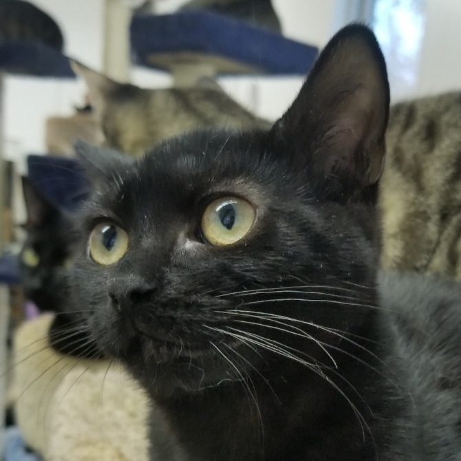 Cola, an adoptable Bombay, Havana in North Brunswick, NJ, 08902 | Photo Image 2