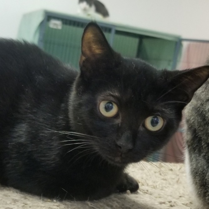 Cola, an adoptable Bombay, Havana in North Brunswick, NJ, 08902 | Photo Image 1