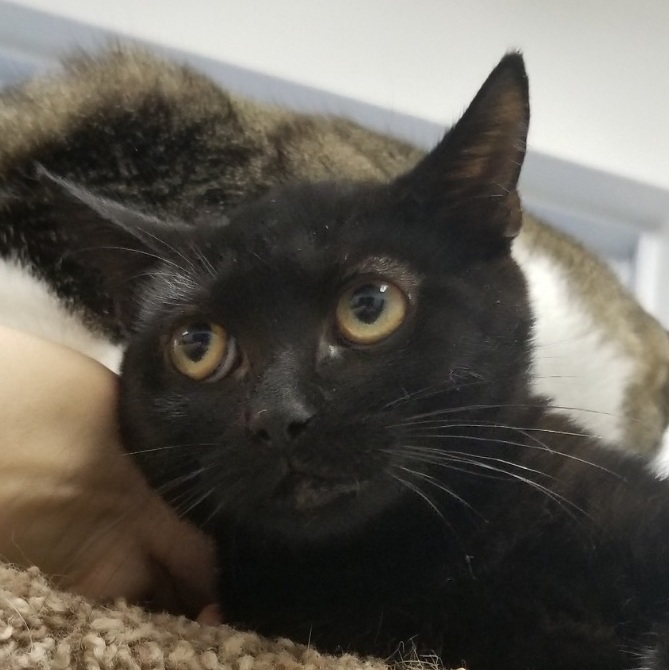 Cola, an adoptable Bombay, Havana in North Brunswick, NJ, 08902 | Photo Image 3