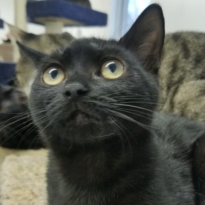 Cola, an adoptable Bombay, Havana in North Brunswick, NJ, 08902 | Photo Image 4