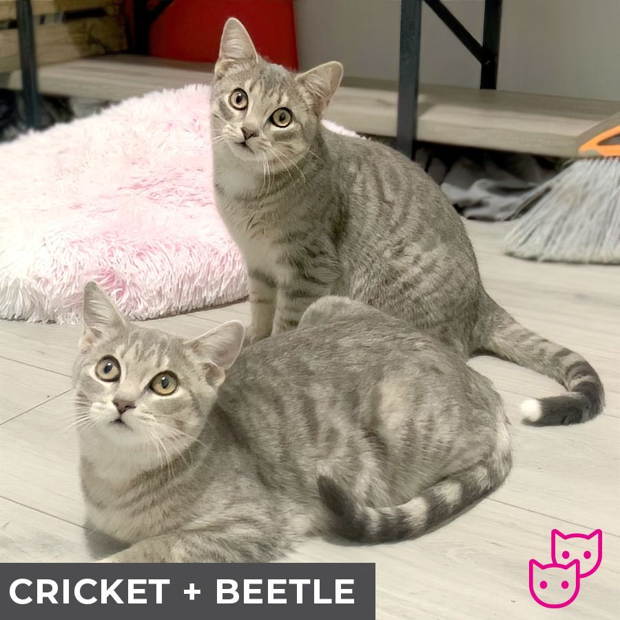 Cricket (bonded with Beetle), an adoptable Domestic Short Hair in Etobicoke, ON, M8W 2V4 | Photo Image 2