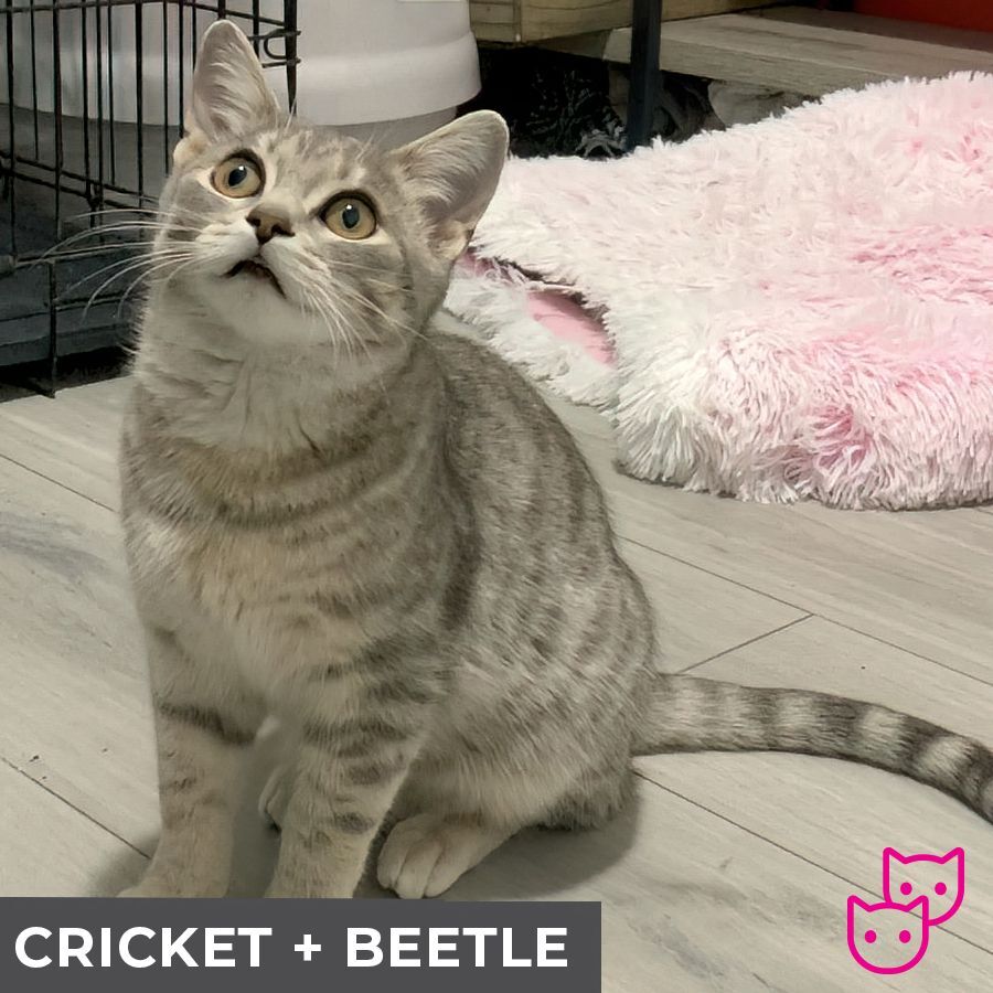 Cricket (bonded with Beetle), an adoptable Domestic Short Hair in Etobicoke, ON, M8W 2V4 | Photo Image 4