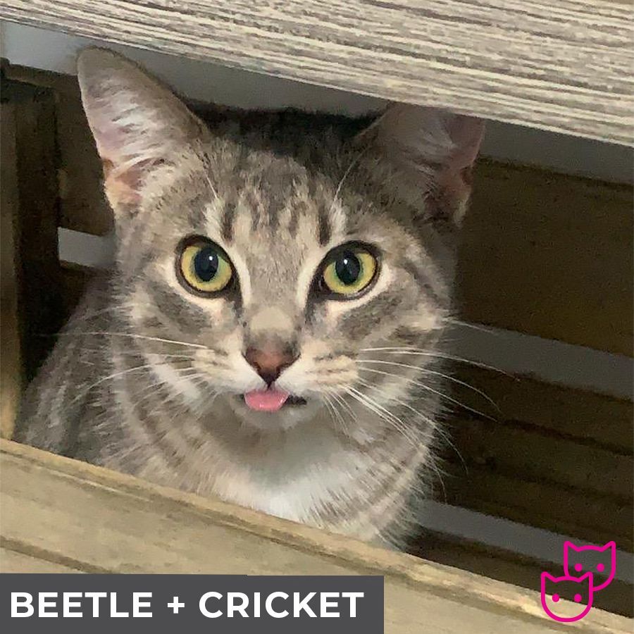 Beetle (bonded with Cricket), an adoptable Domestic Short Hair in Etobicoke, ON, M8W 2V4 | Photo Image 2
