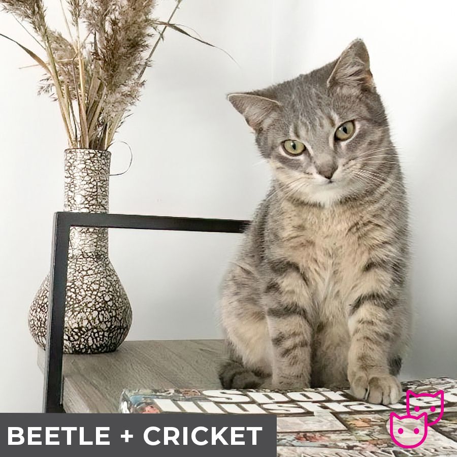 Beetle (bonded with Cricket), an adoptable Domestic Short Hair in Etobicoke, ON, M8W 2V4 | Photo Image 4