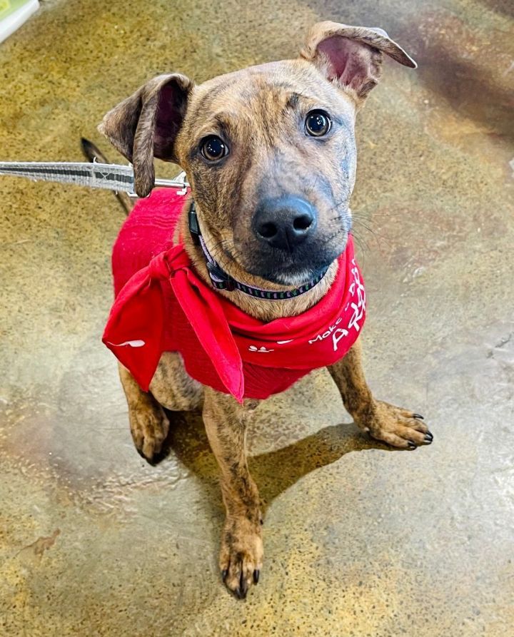 Jingles, an adoptable Mountain Cur & Pit Bull Terrier Mix in Bethel, CT_image-4