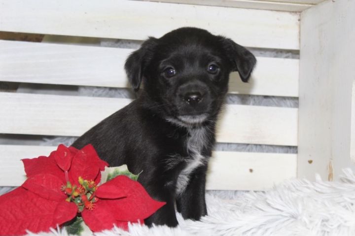 Zanna, an adoptable Terrier & Border Collie Mix in Palatine, IL_image-1