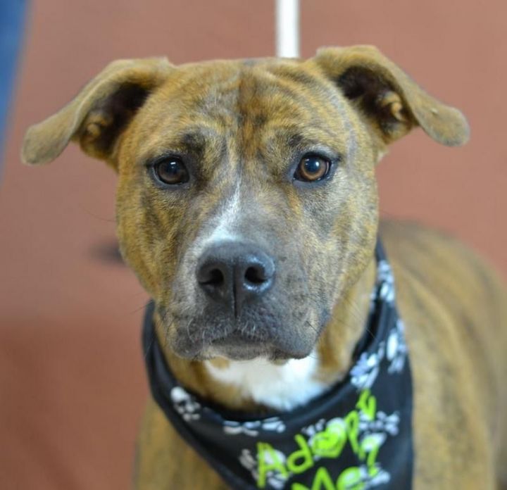 Dog for adoption - Roxy , a Mountain Cur & Plott Hound Mix in Sanford ...